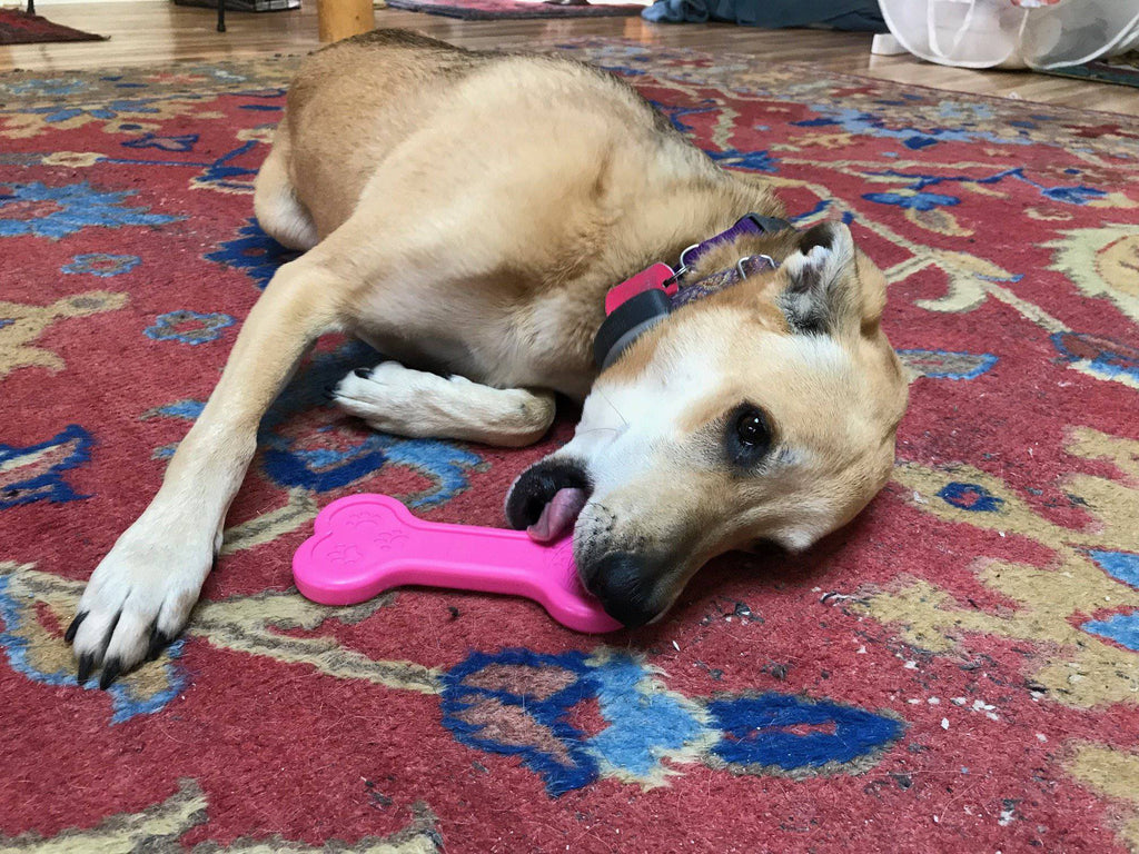 Bone eChew Ultra Durable Nylon Dog Chew Toy for Aggressive Chewers | USA Made
