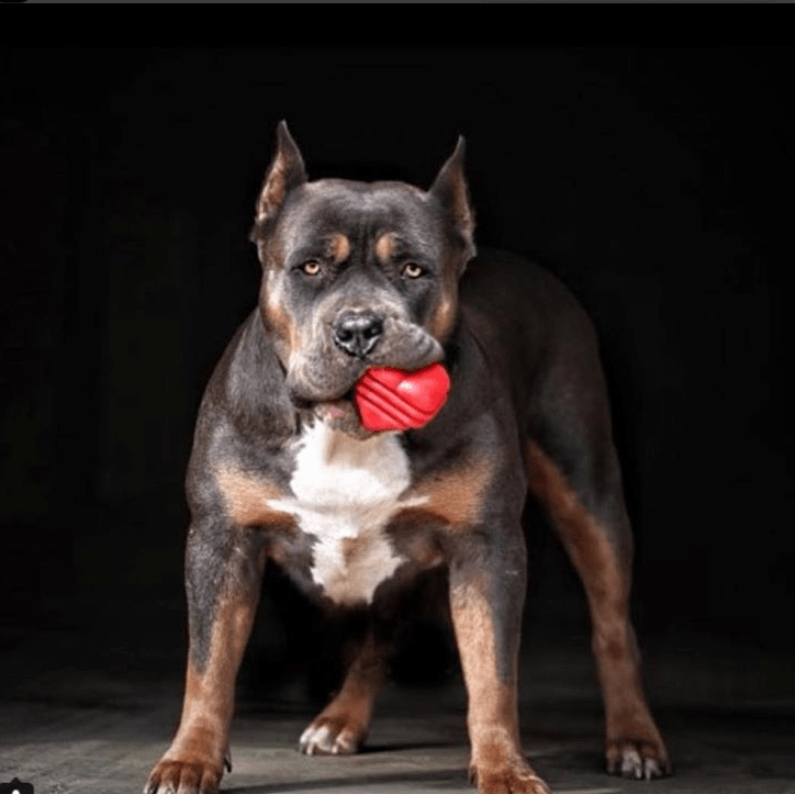 Heart on a String Dog Toy - Durable Rubber Tug Toy for Large Dogs | USA Made